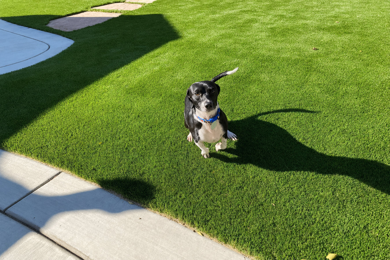 Pet-friendly turf in El Cerrito, CA